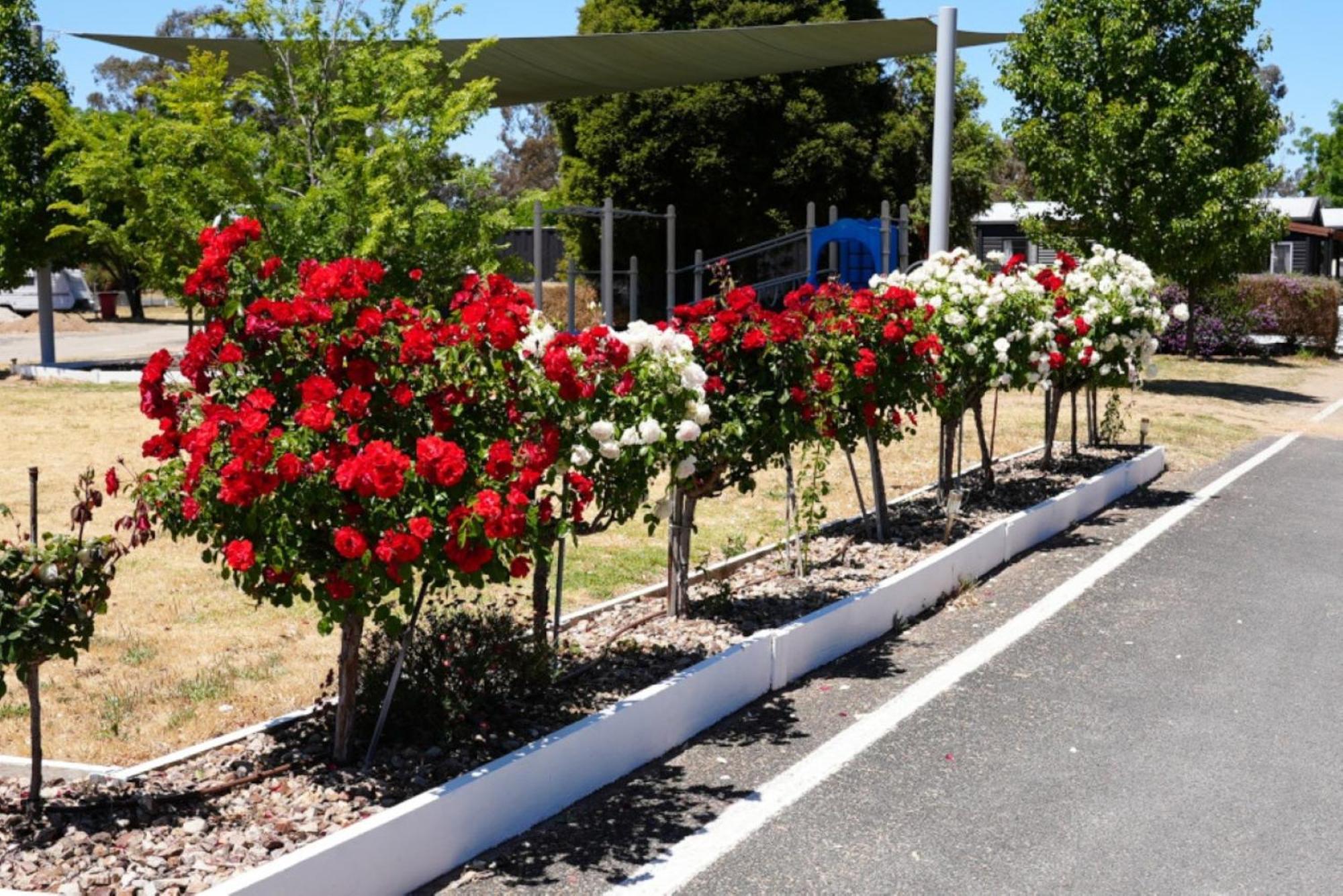 Motel Stawell Grampians Gate C & C Park Exterior foto